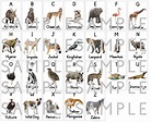 Wild Animals Themed English - Alphabet (A-Z) - Teacha!