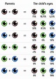 Eye Color Genetics Chart - FamilyEducation