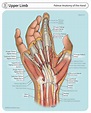 ArtStation - Palmar Anatomy of the Hand