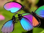 Anatomie der Schmetterlinge - Interessante Fakten