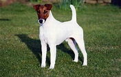 Smooth Fox Terrier - Puppies, Rescue, Pictures, Information ...