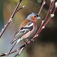 Admire the beauty of Chaffinch and the charm of birds with attractive songs