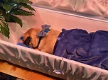 Photos show the extravagant open-casket funeral for a pet pug much ...