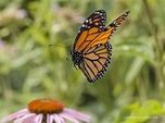 Photographing Butterflies In-Flight - Small Sensor Photography by ...