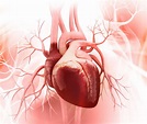 Das Herz – Funktion und Anatomie | Ratgeber Herzinsuffizienz
