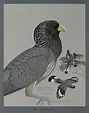 Louis Agassiz Fuertes - Шелест травы Bird Illustration, Illustrations ...