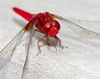 Red dragonfly - Pentax User Photo Gallery