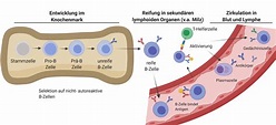 Antikörper – Abwehrmechanismen der B-Zellen | Open Science