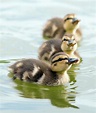 Mallard Ducklings by Mark Klotz