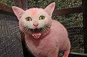 See the cat with fur dyed pink that was heartlessly thrown over a ...