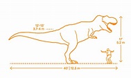 Tyrannosaurus | T-Rex Dimensions & Drawings | Dimensions.com (2022)