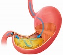 Las 12 partes del sistema digestivo (características y funciones)