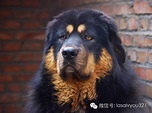 青藏高原的勇士：犬中之王藏獒 - 每日頭條