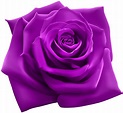 clip art purple rose 20 free Cliparts | Download images on Clipground 2023