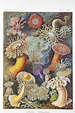 Marine Art: Ernst Haeckel — Corridor8