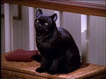 Salem Saberhagen - The Sabrina the Teenage Witch wiki - Your Reliable ...