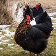 Raising Black Star Chickens - Breed Facts - ChickenCoopGuides.com