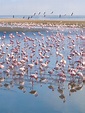 Group of Flamingos on Walvis Bay Lagoon Stock Photo - Image of blue ...