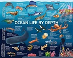 5 - The ocean supports a great diversity of life and ecosystems. - Youth Programs - Youth ...