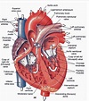 Human Heart Anatomy Poster - Etsy Australia