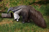 Giant Anteater | Connecticut's Beardsley Zoo