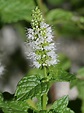 Mentha spicata - Spearmint | World of Flowering Plants | Mint plants ...
