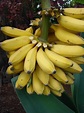 Plátano (Musa paradisiaca) · iNaturalist Mexico