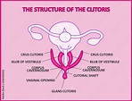 The structure of the clitoris, a medical poster female anatomy vagina ...