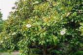 How to Grow Magnolia Grandiflora (Southern Magnolia Trees) (2022)
