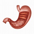 Aparato digestivo | La digestión y el aparato digestivo.