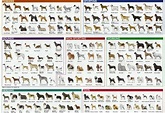 Get List Of Dog Breeds With Pictures Free Images - Www