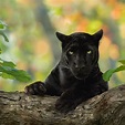 Fotógrafo retrata a una elusiva pantera negra en la selva de Kabini