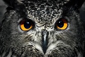 Owl eyes close up. | High-Quality Animal Stock Photos ~ Creative Market