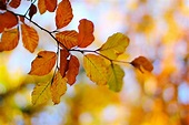 Fallende Blätter Foto & Bild | jahreszeiten, herbst, natur Bilder auf ...