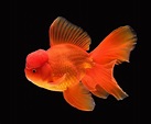 Oranda Goldfish: Pictures, Care Guide, Varieties, Lifespan & More | Pet ...