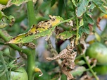What Is Southern Blight: Tips For Controlling Southern Blight Disease