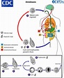 Entamoeba Histolytica Life Cycle