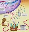Proteinbiosynthese Transkription Arbeitsblatt