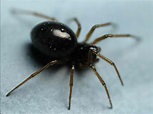 the life of (n)joy: black spiders