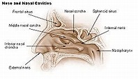 Sphenoidal sinus - Wikipedia