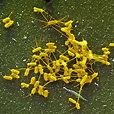 Proteus sp bacteria, SEM - Stock Image - B220/1267 - Science Photo Library