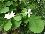 Magnolia obovata (syn: M. hypoleuca) RSBG – Rhododendron Species ...
