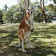 Where to spot kangaroos in the wild – Tourism Australia