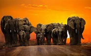 Sunset walk - A herd of elephants walking during sunset | Herd of ...