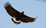 Águila Negra (Buteogallus urubitinga) - EcoRegistros
