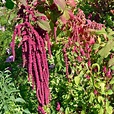 Love-Lies-Bleeding Heirloom Amaranth Seeds | Terroir Seeds