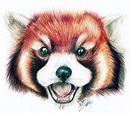 Red Panda Drawing. by ChibiVoltage on DeviantArt