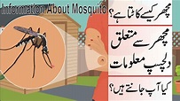 Interesting Information About Mosquito | Interesting Facts About ...