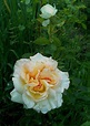 Rose (Rosa 'Alphonse Daudet') in the Roses Database - Garden.org