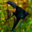 Angel fish - Black Angelfish (Pterophyllum Scalare ) 4cm - Aquarium Central